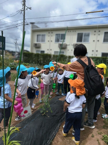 さなぎが蝶になったよ。