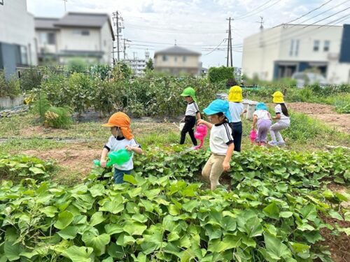 今日の収穫！