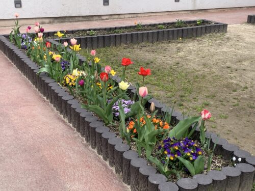 チューリップが見頃です☆