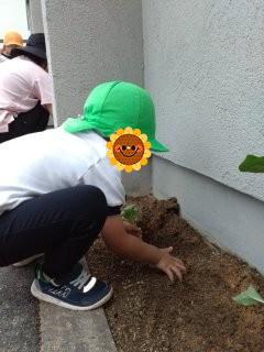 ひまわりを植えたよ☆