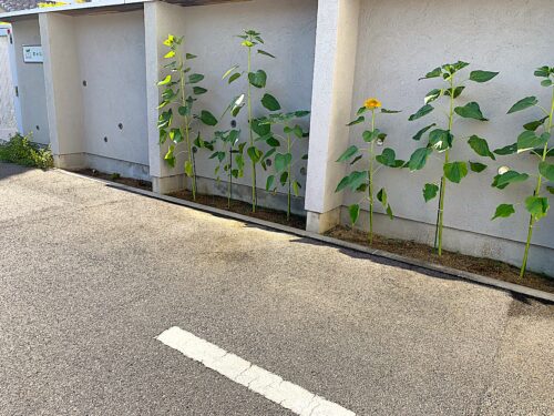 ひまわりが咲きました☆